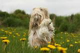SHIH TZU 333
